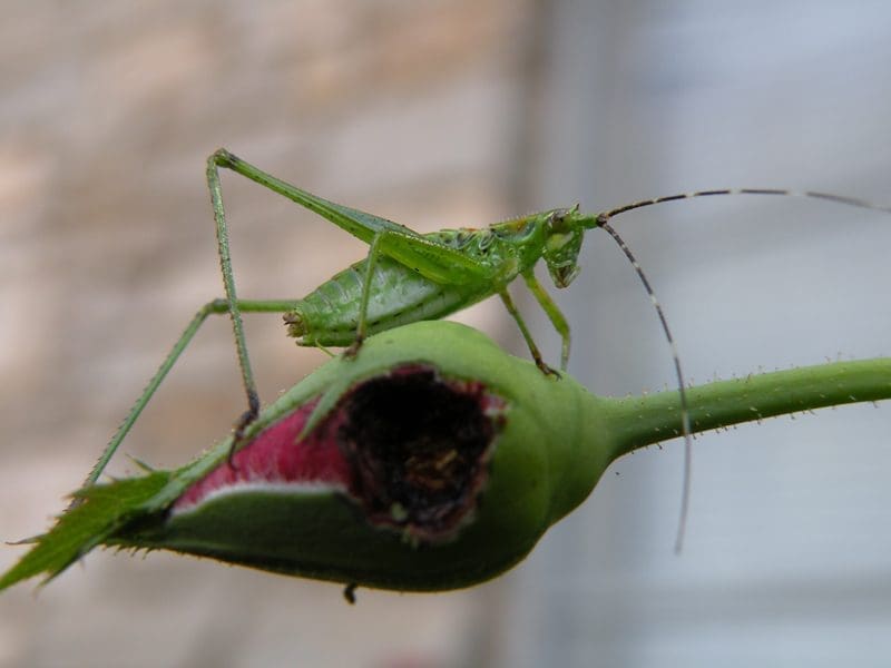 Insect contamination can cost farmers and horticulturalists thousands in waste.